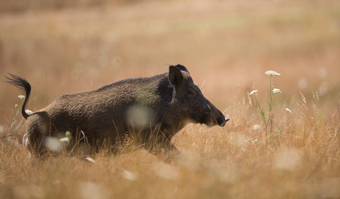 Peste porcine : mesures de précaution