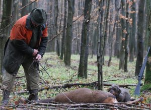 Initiation à la recherche au sang et au contrôle de tir