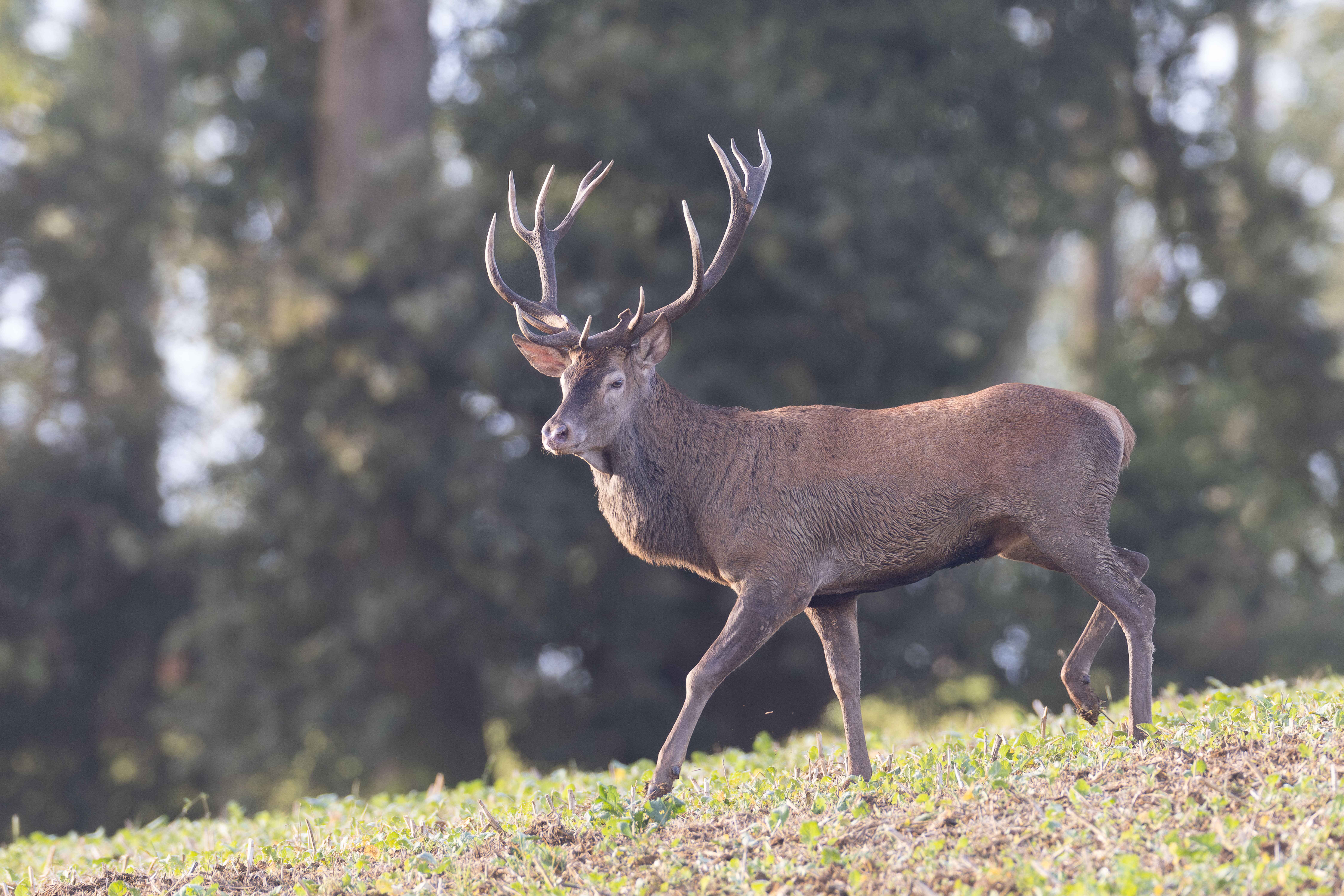 Demande de plan de chasse oise 2026-2027