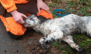 Premiers secours canin : chiens de chasse et urgence de terrain