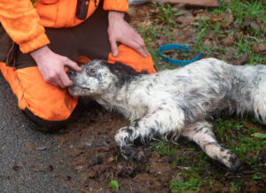 Premiers secours canin : chiens de chasse et urgence de terrain