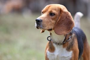 Campagne de vaccination contre la maladie d'Aujeszky : protégez vos chiens de chasse